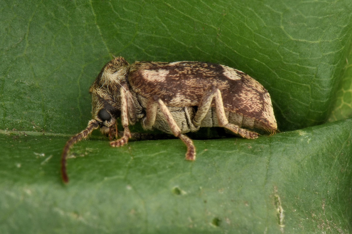 Anobiidae: Ptinomorphus imperialis? S.